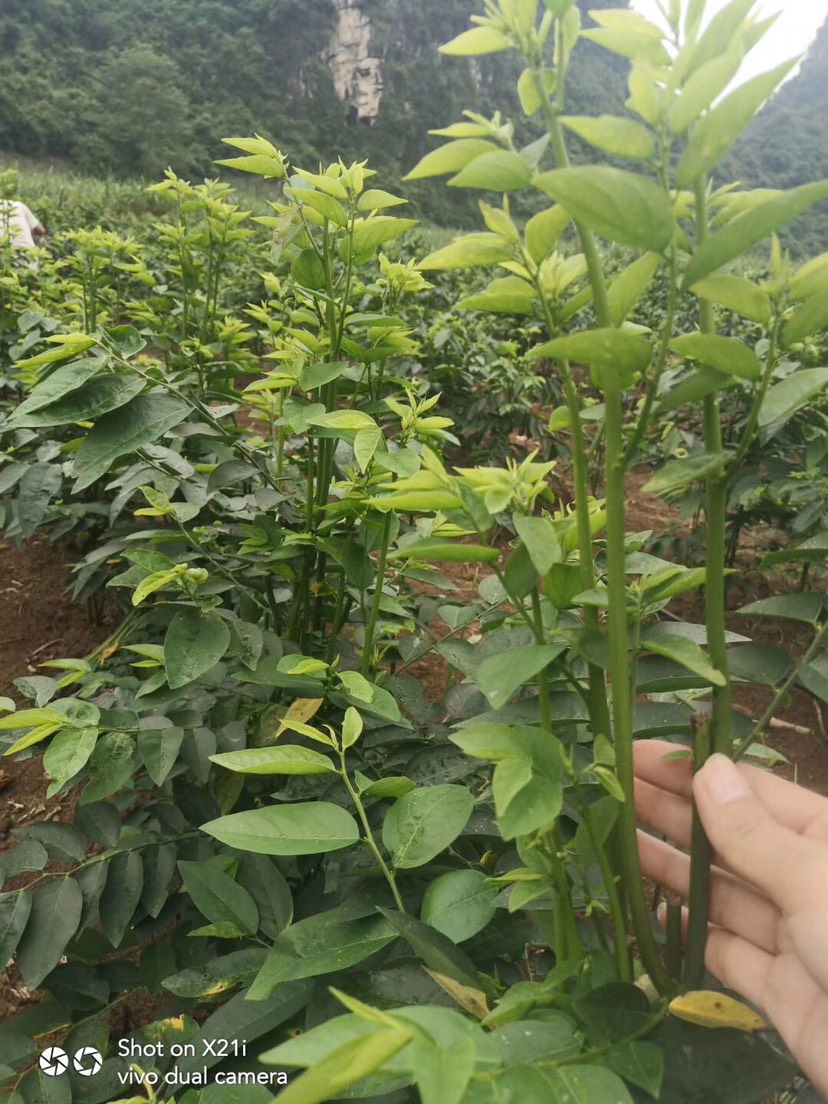 树仔菜苗 五指山野菜 天绿香苗 现货供应有一年苗有半年苗