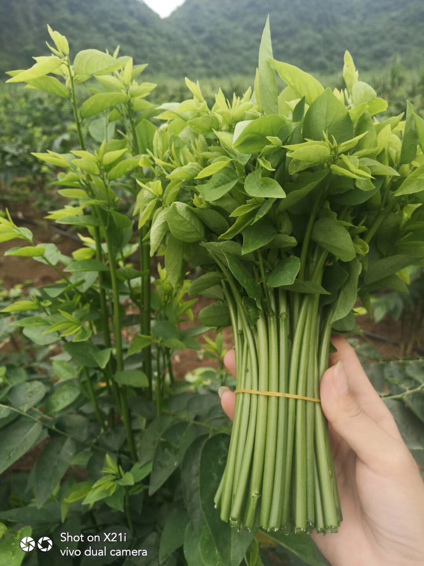 树仔菜苗 五指山野菜 天绿香苗 现货供应有一年苗有半年苗