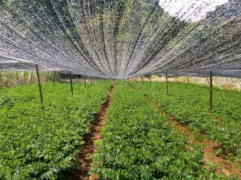 树仔菜苗 五指山野菜 天绿香苗 现货供应有一年苗有半年苗