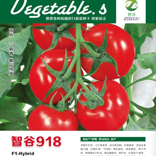 北京 智谷918红果番茄种子