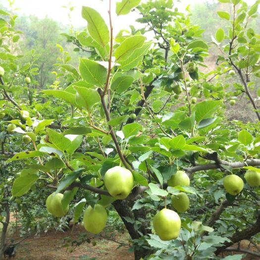 洛阳 梨