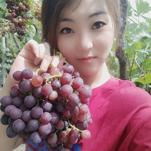  平度市高温棚自然熟葡萄，口感香甜，自家种植，周边供应长期供货