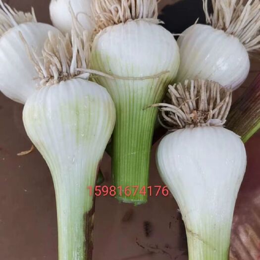公主岭市白皮大蒜 青蒜头大量上市中质量好