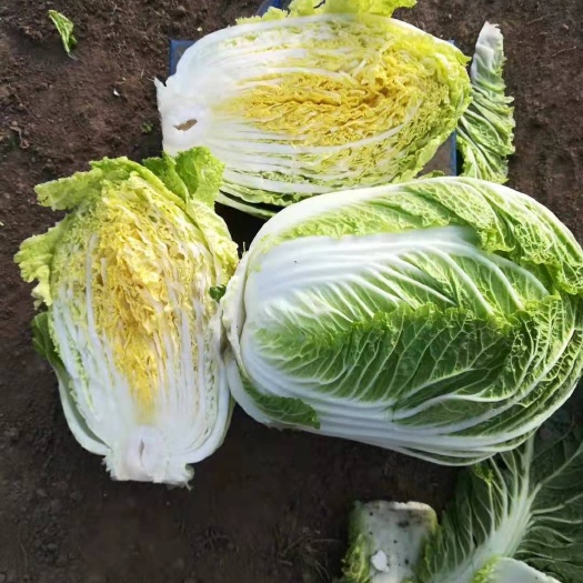 公主岭市黄心大白菜  黄心白菜大量上市中质量好