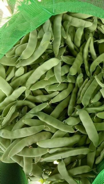 公主岭市油豆角大量上市中质量好