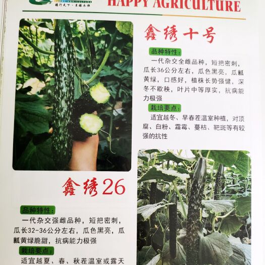 寿光市油亮密刺黄瓜种子 鑫福鑫绣十号一代杂交全雌品种短把密刺、油亮高产