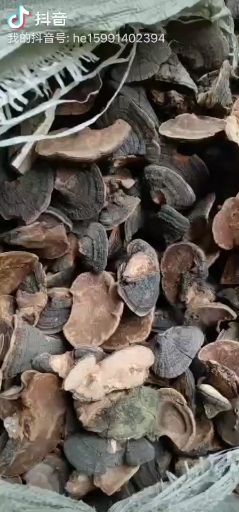 商南县桑黄， 暴马桑黄，暴马丁香秦岭桑黄