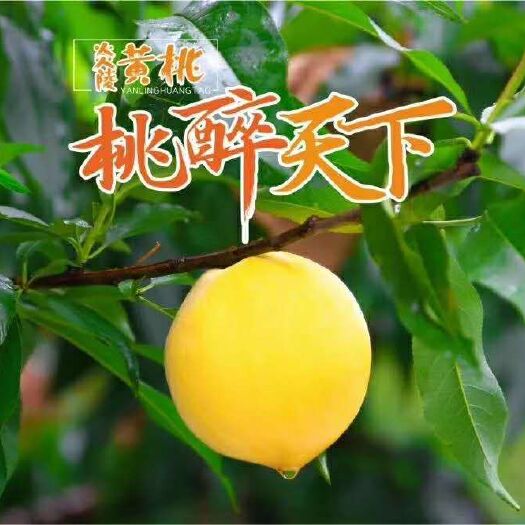 炎陵县 炎陵高山黄桃，天上仙桃，人间黄桃，3两左右，10斤包邮80元
