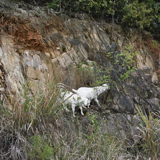 鄱阳县 优质农家波尔多山羊