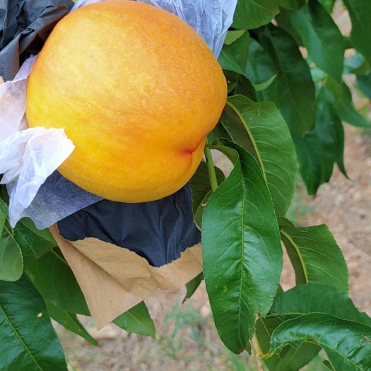 蒙阴县水蜜桃 山东临沂蒙阴黄金油桃