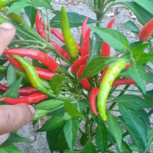 克拉玛依小米椒 特辣