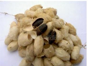 宽甸县蚕丝 现存冷库大茧四万多斤