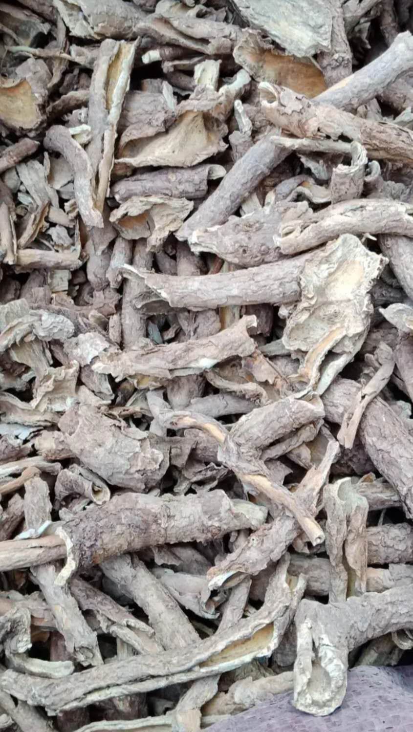 香五加皮 根皮 中药材五加皮香五加皮