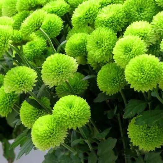 晋州市 菊花苗 乒乓球菊