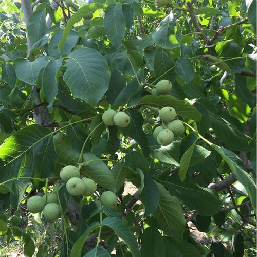  本人大量有香菱，杂果核桃有合作客商联系