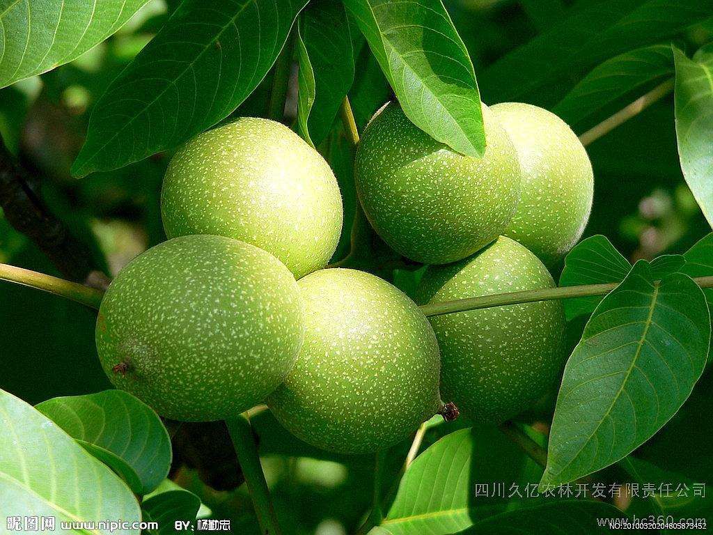  本人大量有香菱，杂果核桃有合作客商联系