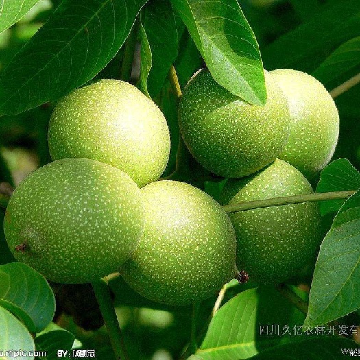 蒲城县 本人大量有香菱，杂果核桃有合作客商联系