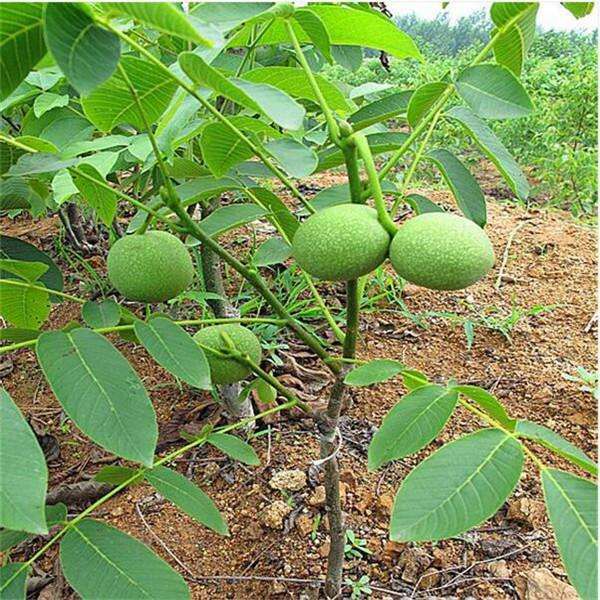  本人大量有香菱，杂果核桃有合作客商联系