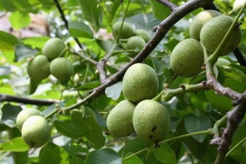  本人大量有香菱，杂果核桃有合作客商联系