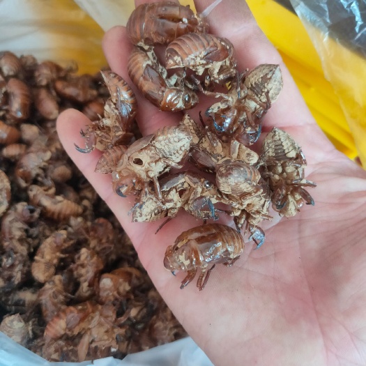 新宁县 蝉蜕 优质蝉蜕 蝉衣 金蝉脱壳