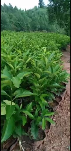 简阳市纽荷尔脐橙苗  自己种植果树苗木，一手贷源保质保量放心购买免费提供技术指导。