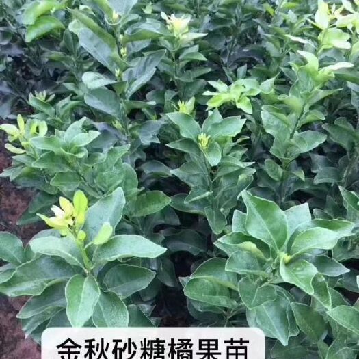 沙糖桔苗  自己种植的苗，一手贷源保质保量放心购买，无病虫害。免费提供技