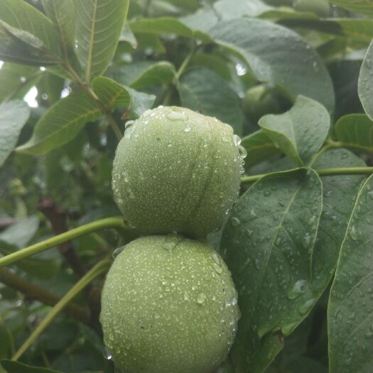 宝鸡 大量出售青皮核桃！