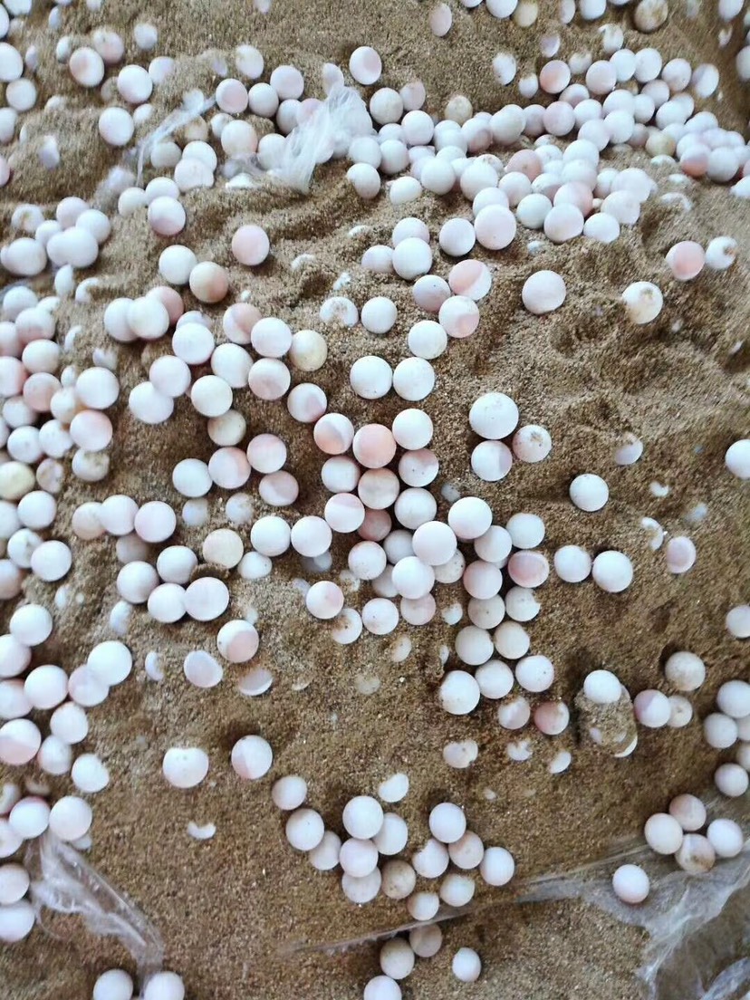 南豐縣可孵化生態甲魚蛋3年以上生態甲魚蛋，日本蛋，中華甲魚蛋。