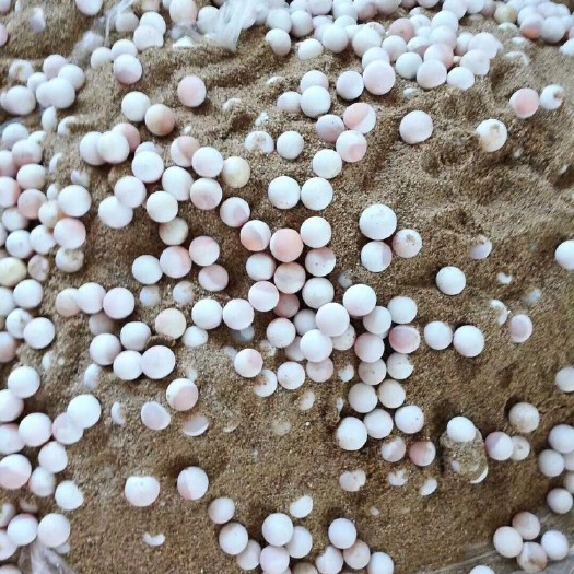 南丰县可孵化生态甲鱼蛋3年以上生态甲鱼蛋，蛋，中华甲鱼蛋。