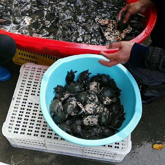 外塘自养甲鱼苗，生命力强，易适应环境（有死包赔）可到塘看货