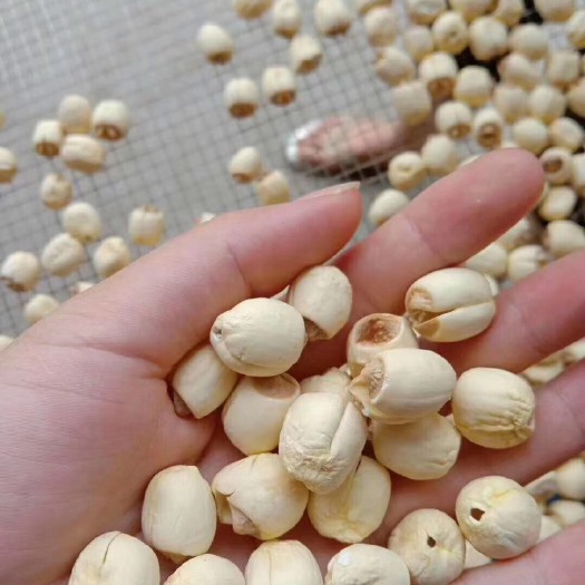 白莲子  甲鱼塘中长大的天然莲子，纯手工剥皮捅心，真正的送礼佳品。