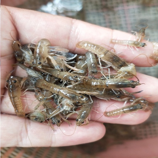 惠东县澳洲龙虾苗  澳洲大龙虾苗批发，人气热卖品种，提供养殖技术，