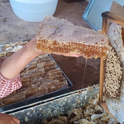 成都蜂巢蜜  蜂巢蜂蜜天然蜂巢蜂蜜正品保证真蜂蜜基地收购一手货