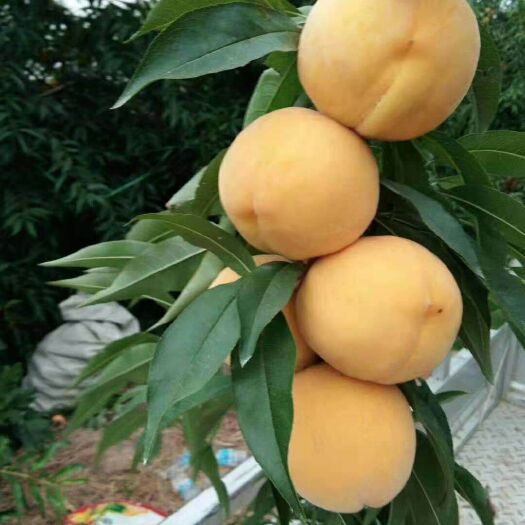 曹县 皇冠黄桃