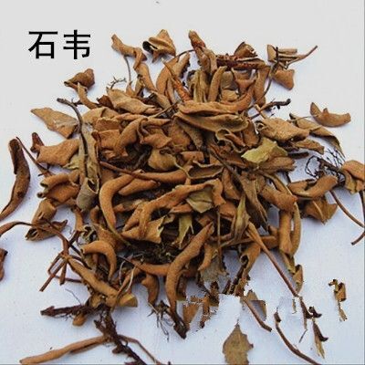 惠水县石韦草中药材石苇红背石韦小叶石韦石背柳石伟草药