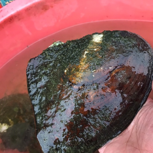 诸暨市三角帆蚌 单个巴洛克