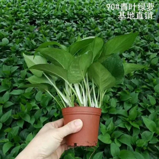 广州绿萝 110纯盆绿箩基地现货直发
