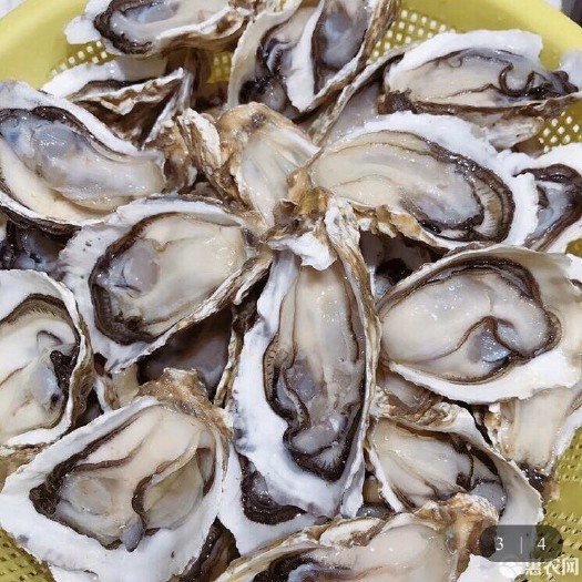 贺州北海生蚝 大量生蚝批发，量大从优！
