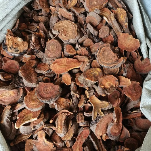 唐古特大黄