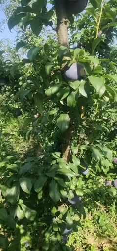 黑布林 红布林 李子，电商超市对接，价格美丽，可视频看货。
