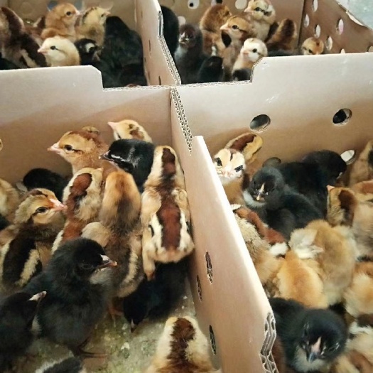 南宁斗鸡苗 长期供应优质改良斗鸡，包打好疫苗