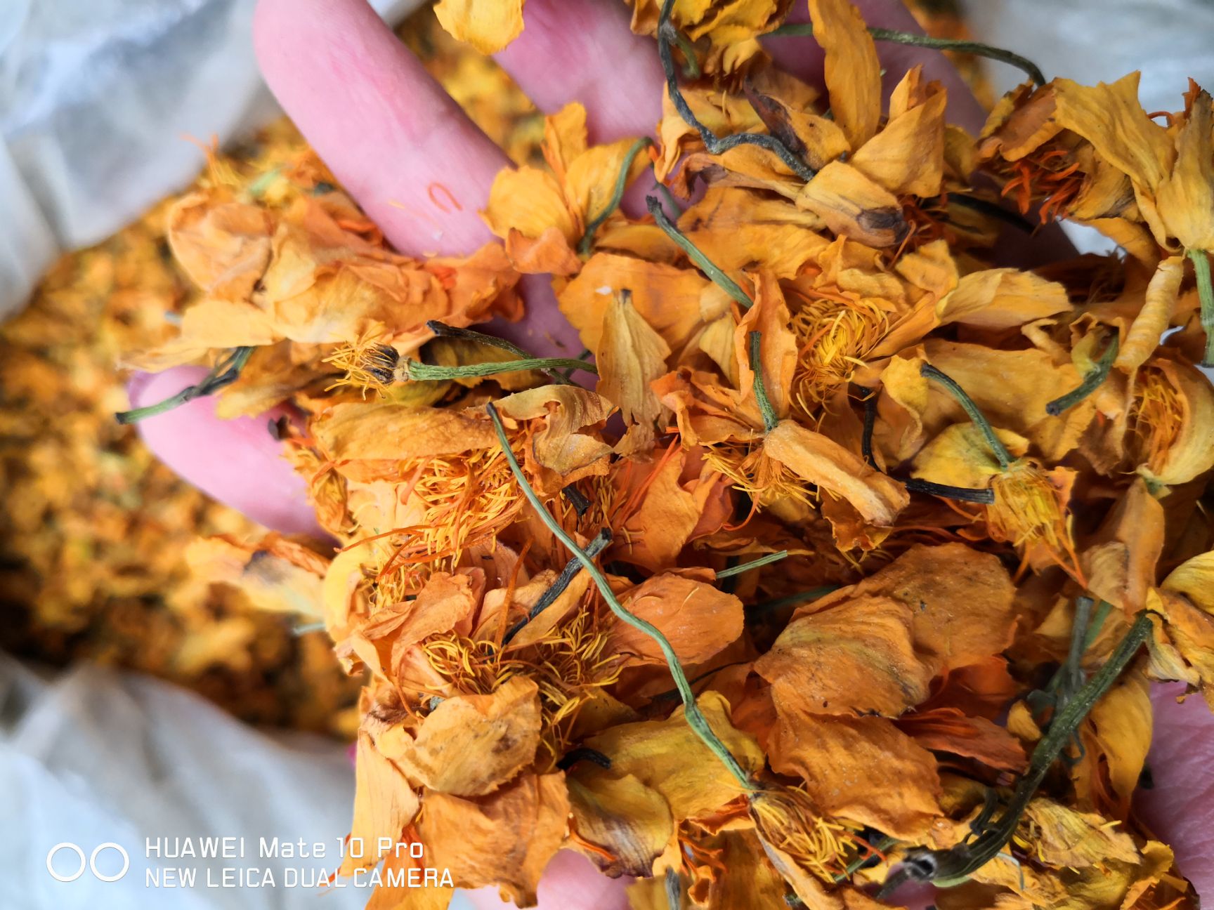 金莲花干花  金莲花 新干货 泡水级别 选货