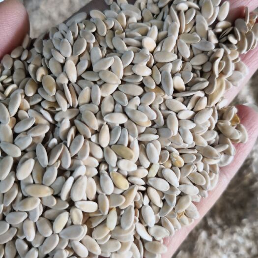 甜瓜子 药食同源 农家自然晒干 量大从优