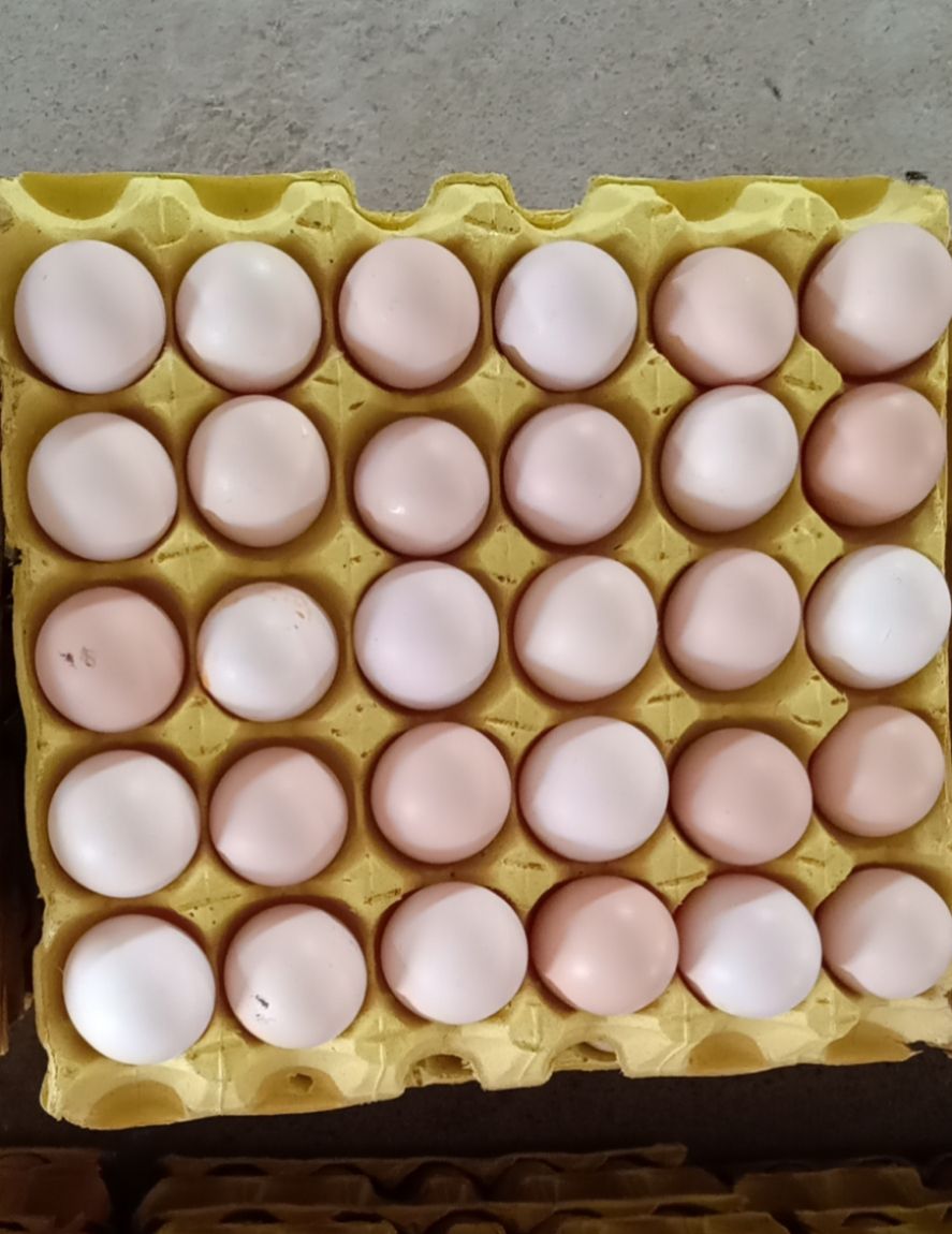 [粉壳蛋批发]粉蛋 食用 箱装价格180元/箱 - 惠农网