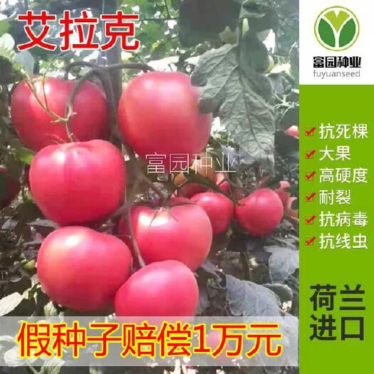 粉果番茄种子  硬粉早春大果早熟抗死棵抗病毒抗线虫耐裂抗重茬