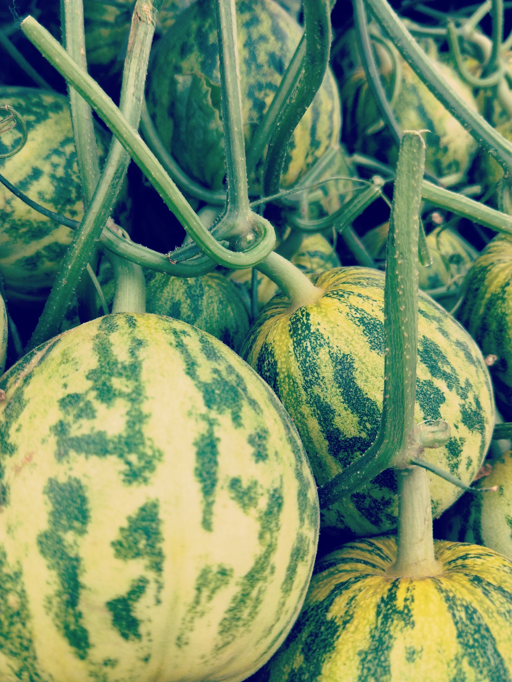 花蕾甜瓜色泽鲜亮个头匀熟度好产地代发承接全国各大电商一件代发