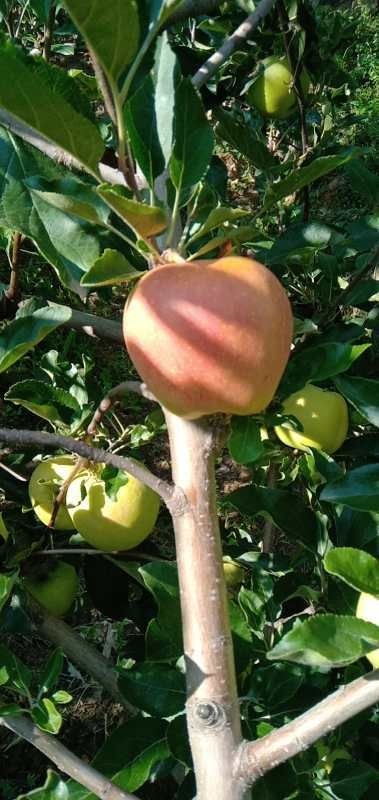 临猗县 山西红嘎啦苹果新鲜水果当季整箱10斤装包邮