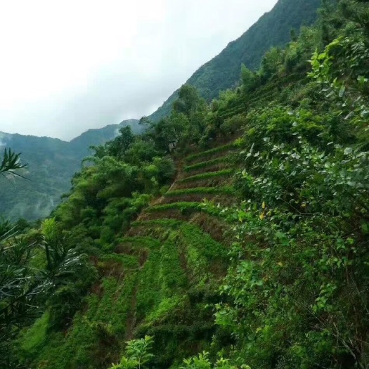 丰顺县 天然高山绿茶