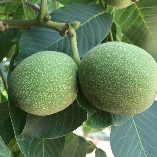 大荔县青皮核桃 35mm以上 散装 3-6个月