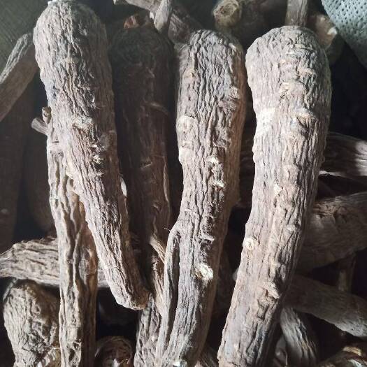 周口 白芷
